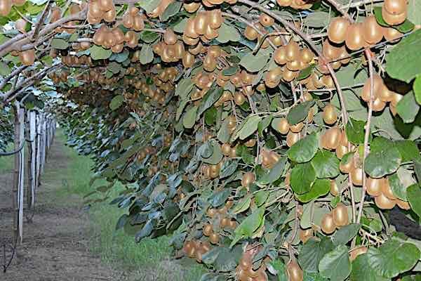 aktinidia