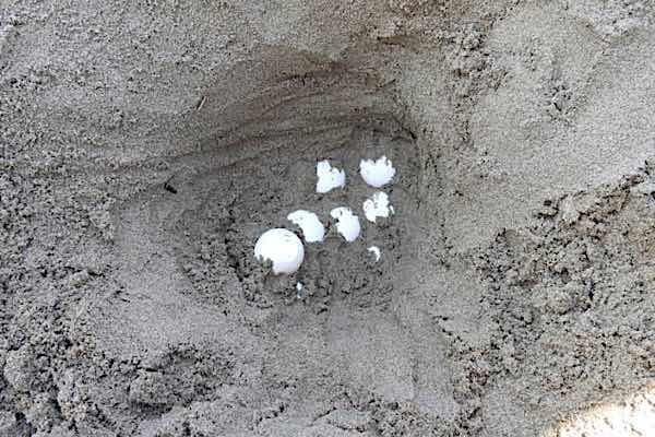 eggs1