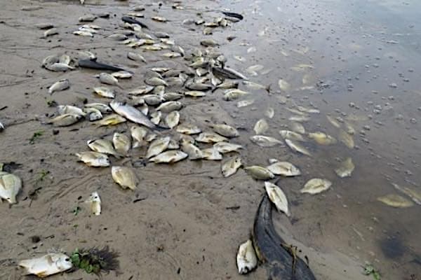 fishdead1
