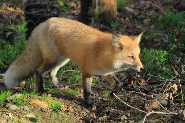 fox1