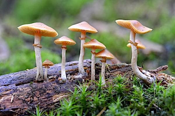 mushrooms1