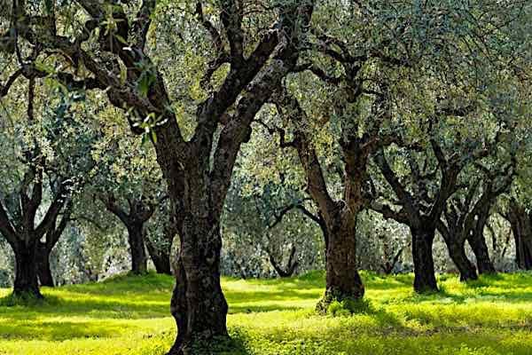 olivetrees1