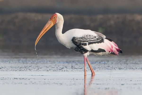 stork1
