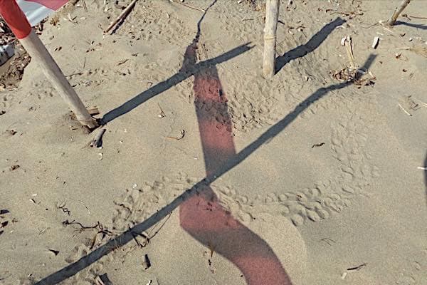 turtletraces1