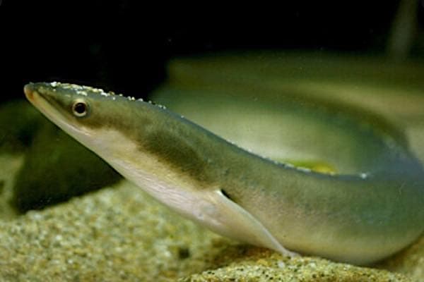 eel1