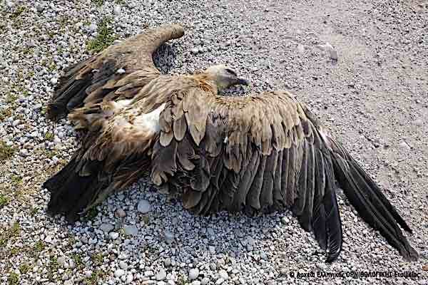 orniodead1