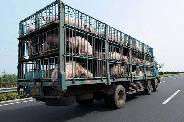 pigs1