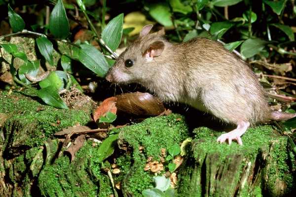 rats1