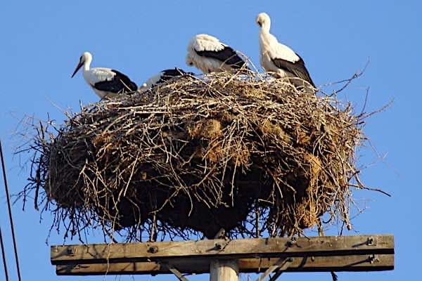 storks1