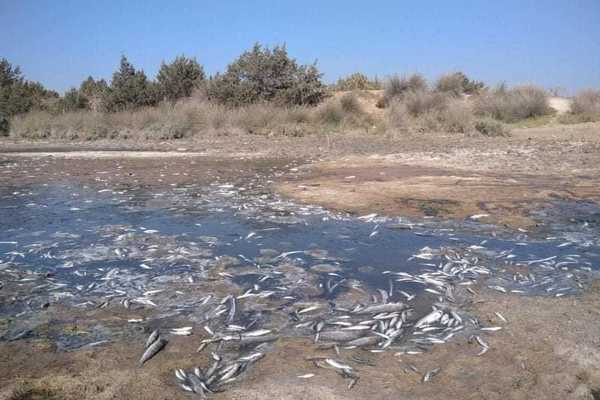fishdead1