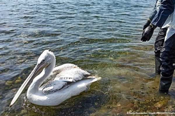pelican1