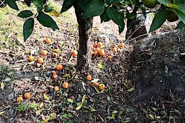 tangerines1