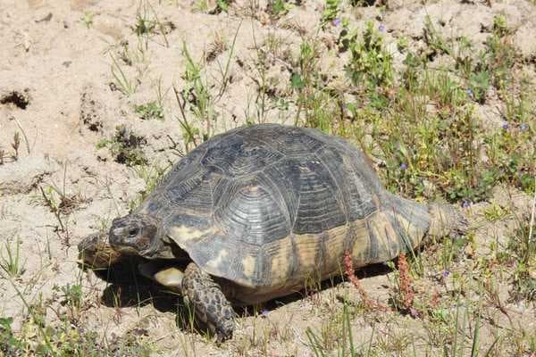 turtle5
