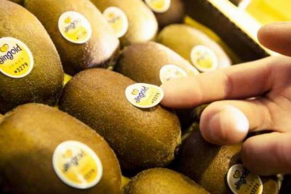 kiwi1