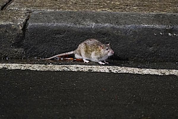 rat1