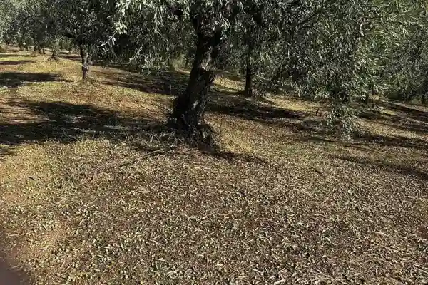 oliveshail1