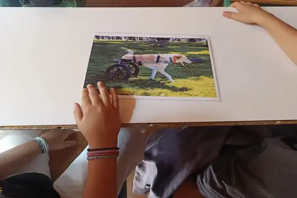 dog6