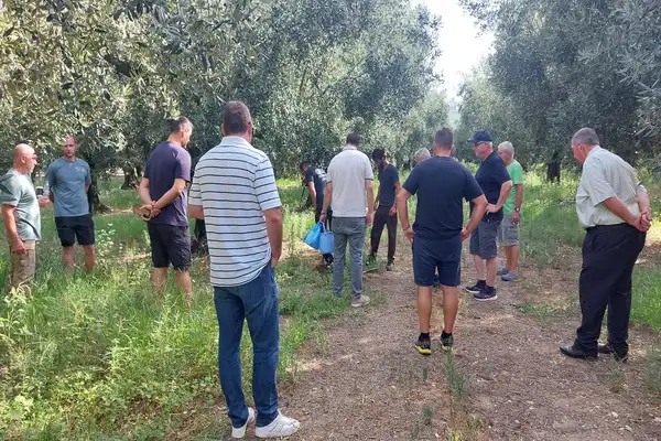 olives10